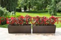 BEGONIA mokka nr 83-1.jpg