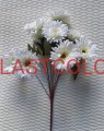 gerbera biała.jpg