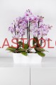 Bazylia Flowerpot.jpg